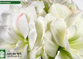 hippeastrum White Amadeus ® (2)